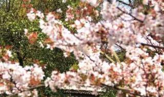 三行唐 杜牧古诗 山行唐杜牧古诗解析